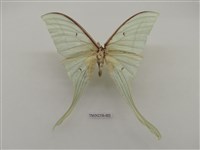 藏品(長尾水青蛾)的圖片